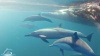 Wild Dolphin Swim de Nelson Bay