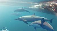 ネルソン ベイ発野生のイルカと泳ぐツアー ネルソン ベイ発野生のイルカと泳ぐツアー