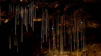 Mt Tamborine Glow Les Caves Worm and Winery Tour de la Gold Coast ou Brisbane