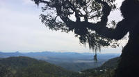 O'Reillys Rainforest Retreat et Mt Day Tamborine voyage de Brisbane ou la Gold Coast
