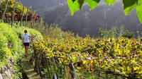 Madeira Wine Tour-Vineyards and Cellars