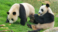 Private Chengdu Impression Day Tour including Chengdu Panda Base
