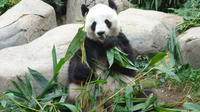 Private Day Tour: Chengdu Panda Breeding Base and Sanxingdui Museum