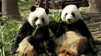 Private Day Tour: Dujiangyan Panda Base Volunteering from Chengdu 