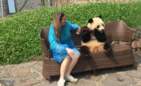 Private Day Tour with Panda Holding at Dujiangyan Panda Base and Wuhou Temple 