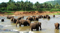 Private Day Tour: Giants doux Visite à Pinnawala Elephant Orphanage de Colombo