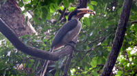Private Day Tour: Sigiriya Birdwatching Hike