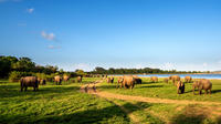 Private Tour: Minneriya National Park Safari