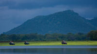 Private Tour: Udawalawe National Park Safari