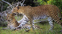 Visite privée: Wilpattu Parc national demi-journée Après-midi Safari