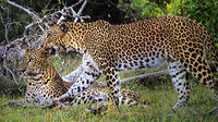 Private Tour: Wilpattu National Park Safari