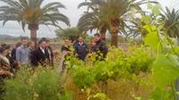 Mallorca 4-Hour Private Wine Tour with Wine-tasting 