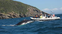 Trinity Bay Whale Watching Tour
