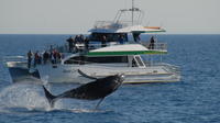 Morning or Afternoon Hervey Bay Whale-Watching Cruise