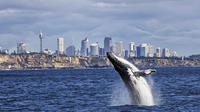 Sydney High-Speed Whale-Watching and Sightseeing Cruise