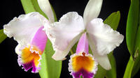 Orchids Tour and Tequendama Waterfalls