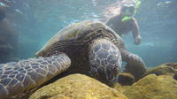 Trois Plage Snorkel Tour de West Maui