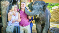 Full-Day Elephant Safari At Mae Rim Training Camp From Chiang Mai