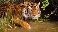 8-Day Private Golden Triangle Tour with a Ranthambore Wildlife Safari From Delhi