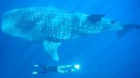 Whale Shark Encounter in Cabo San Lucas