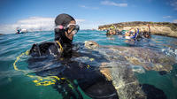 PADI Discover Scuba Diving Course in Las Americas Tenerife