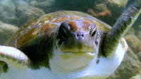 Plongée sous-marine Expérience à Tenerife