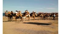 Camel Ride on Mojácar Beach