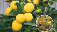 Small Group Hiking Tour to a Lemon Farm with Tastings