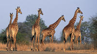 Private Shuttle Service from Johannesburg to Kruger National Park