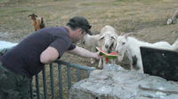 Traditional Mykonian Farm Excursion from Mykonos