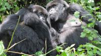 Gorilla Trekking and Wildlife Game Drives in Rwanda and Burundi