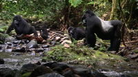 3-Day Gorilla Tracking Tour