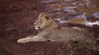Hluhluwe-Umfolozi Game Reserve de Durban