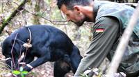 Siena Truffle-Hunting Experience