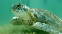 Turtle Snorkeling and Magical Cenote Tour in Tulum