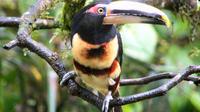 Cloud Forest Day Trip with Chocolate Tasting from Quito