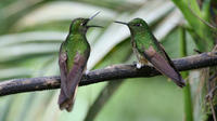 Two-Day Tour of Bird-Watching, Cacao Farms and Chocolate Tasting