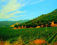 Napa Valley Wine Country Tour