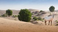 Desert Safari Tour privé avec dîner d'Abu Dhabi