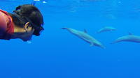 Mazatlan Swim with Dolphins in the Wild