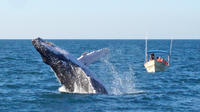 Whale Watching Expedition in Mazatlan