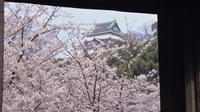 Cherry Blossom Day Trip to Wakayama Prefecture from Osaka