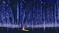 Day Trip to Harada Strawberry Farm and Ashikaga Flower Park Illumination Show