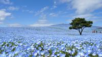 Day Trip to Hitachi Seaside Park and Ashikaga Flower Park from Tokyo