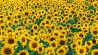 Day Trip to Sayo Nanko Sunflower Field including Hakuto White Peaches Tasting from Osaka