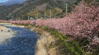 Day Trip to Shizuoka including Cherry Blossom Viewing and Strawberry Picking from Tokyo