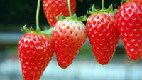 Day Trip to the Odawara Castle Park Including Pirate Ship Cruise and Visit to Strawberry Farm