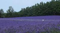 Full-Day Furano Lavender Farm and Blue Pond from Sapporo