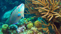 Bonaire Shore Excursion: National Marine Park Sail and Snorkel Tour