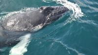 Samaná Whale Watching Excursion and Cayo Levantado Adventure from Punta Cana